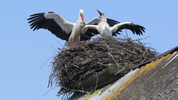 5 Signs Your House Has A Bird Problem and What You Can Do About It