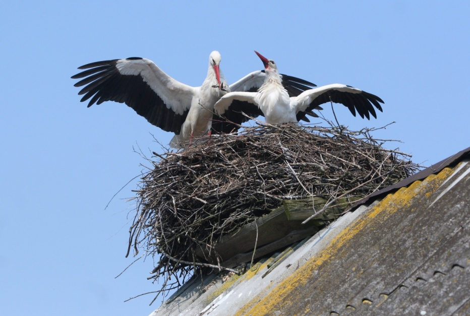 5 Signs Your House Has A Bird Problem and What You Can Do About It