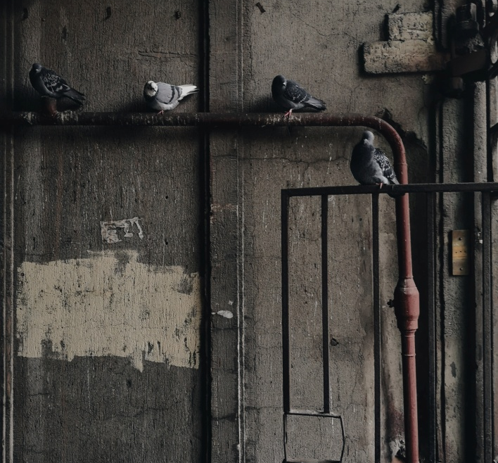 How Hazardous are Pigeon Droppings to Your Health?