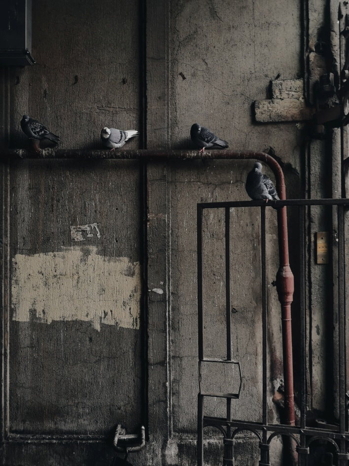 How Hazardous are Pigeon Droppings to Your Health?
