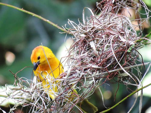 Bird Abatement – How and Why Should You Get Rid Of Bird Nests