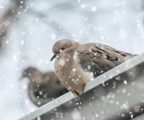 What Lives in Your Gutter? Pests and Critters You Need to Get Rid of