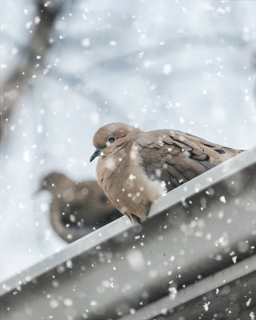 What Lives in Your Gutter? Pests and Critters You Need to Get Rid of