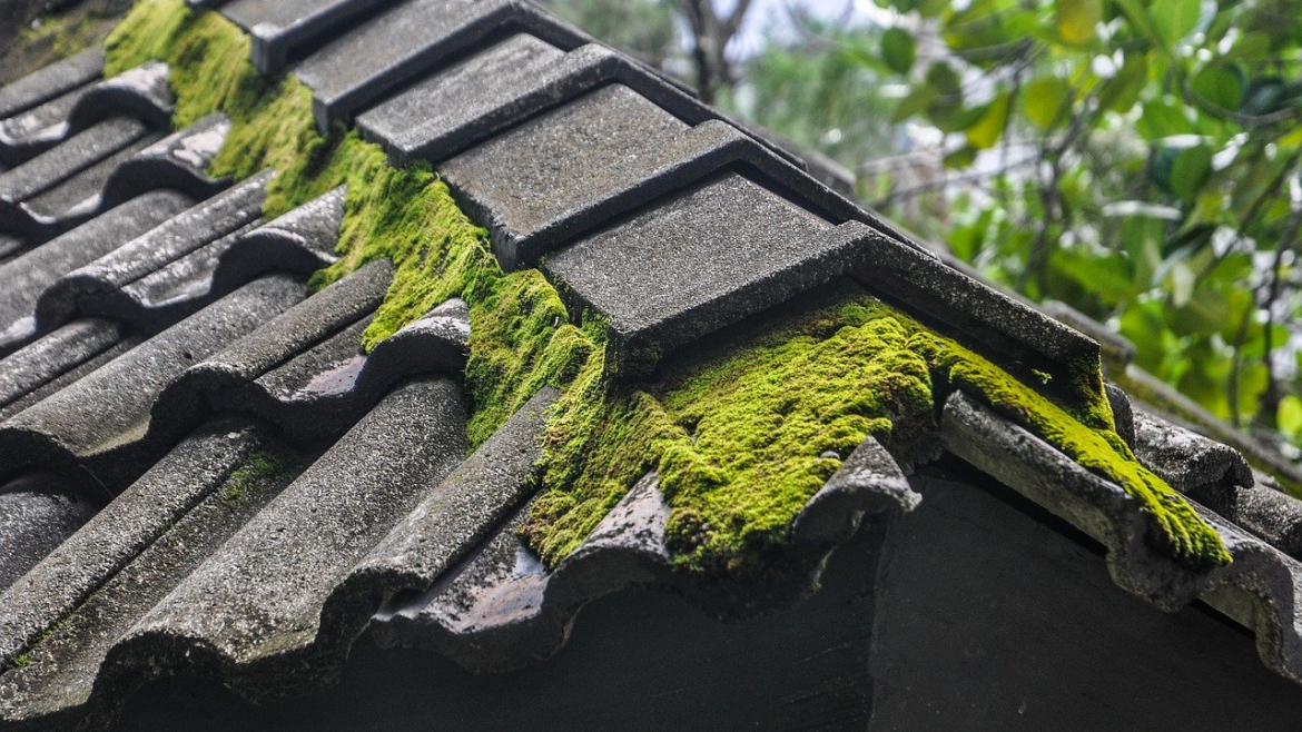 Techniques Professionals Use For Removing Moss from Your House