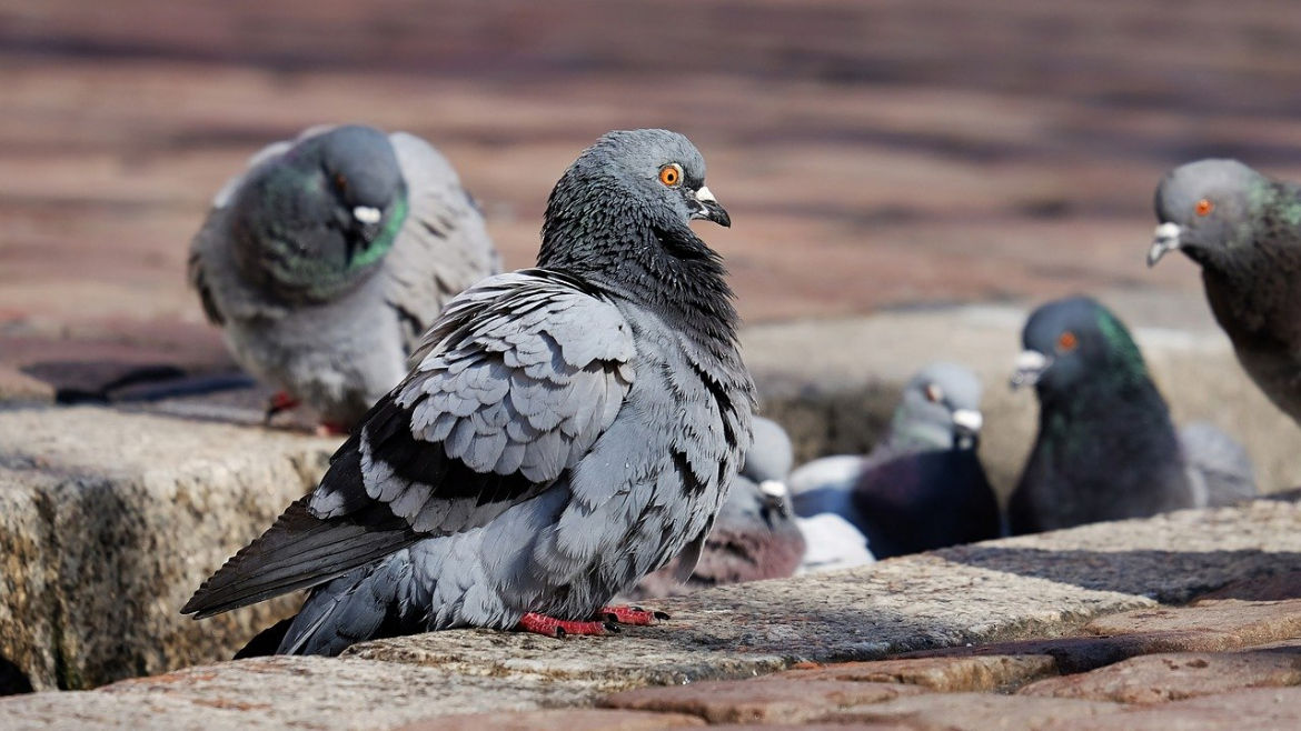 How Pest Bird Abatement Can Protect Your Home and Loved Ones