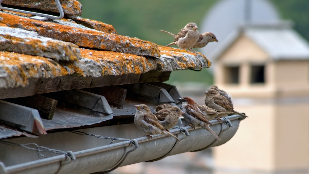 Why Gutter Cleaning in the  Spring is Important