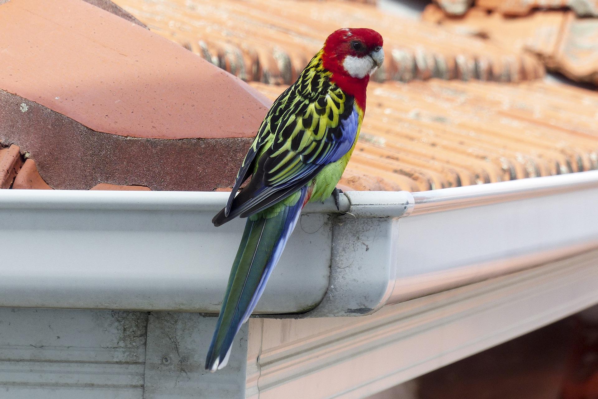 Bird sitting on the edge of a gutter 