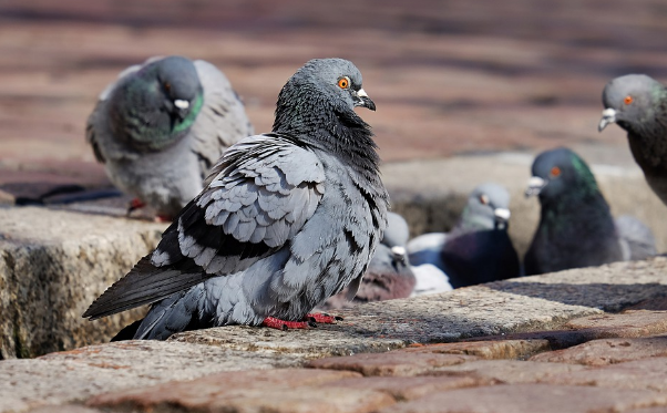 3 Pest Birds to Protect Your Home From