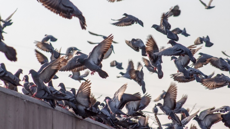 Do Pigeons Cause a Lot of Roof Damage?