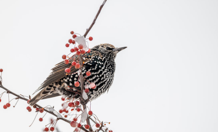 A European Starling perched on the branch of a fruit tree 