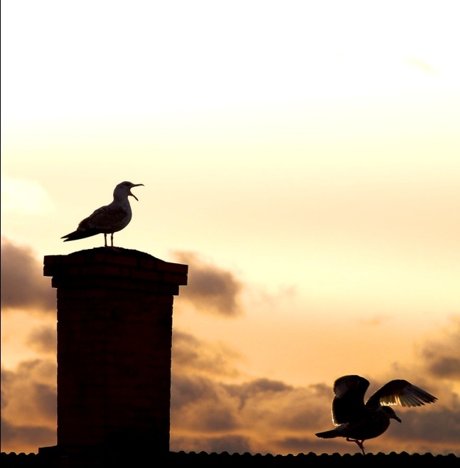 Why Is Bird Abatement Necessary?