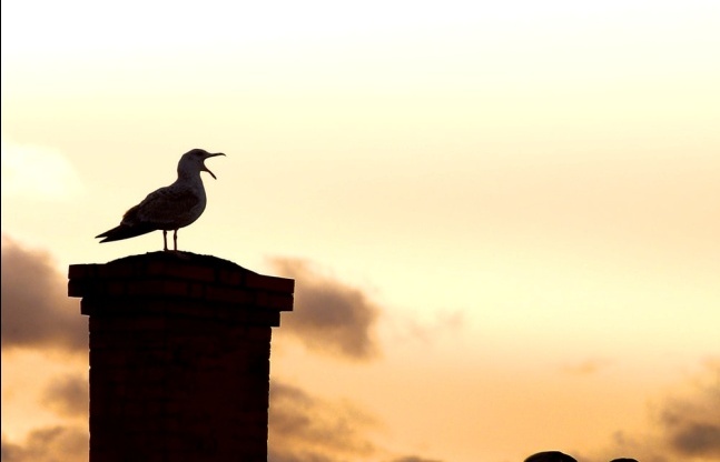 Why Is Bird Abatement Necessary?