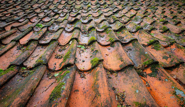  Roof moss causing damage to property 