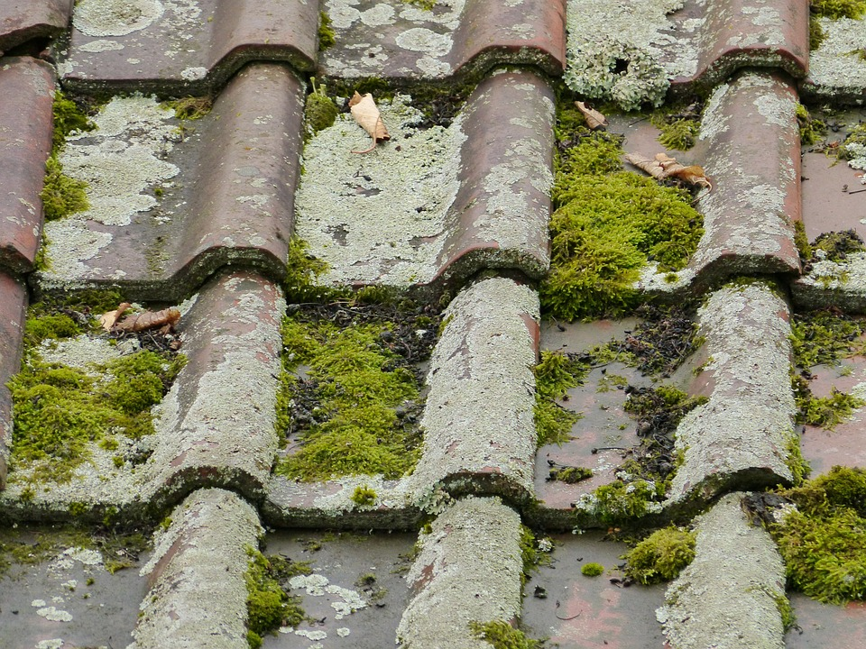 moss growing between the shingles on the roof