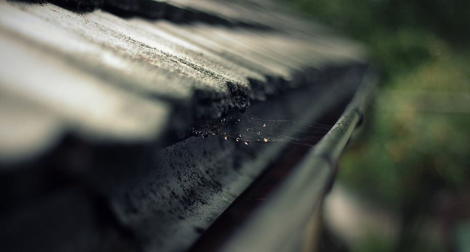 Mold Growth in Gutters: Here’s How to Prevent it This Winter