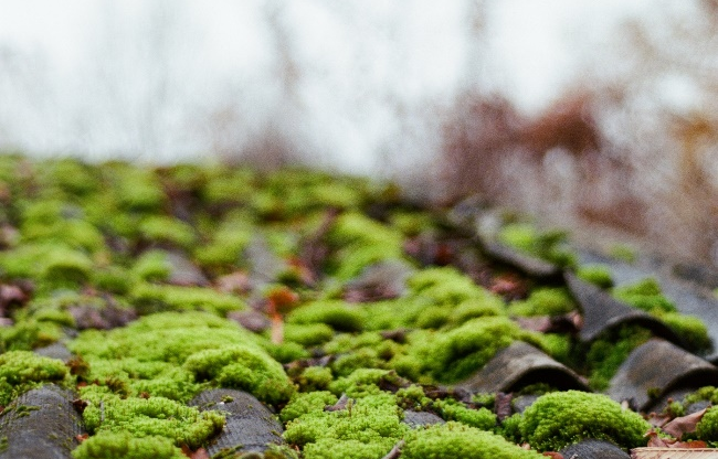 Battling Moss: Understanding the Causes and Solutions for Moss Growth