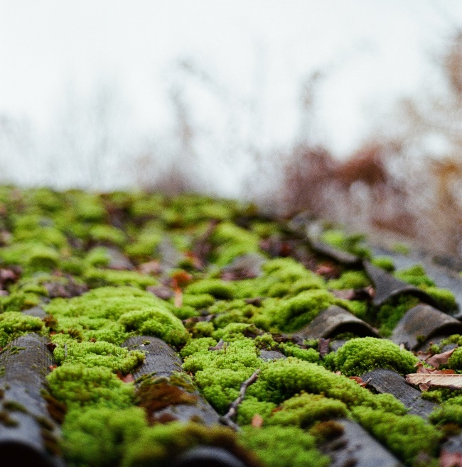 Battling Moss: Understanding the Causes and Solutions for Moss Growth