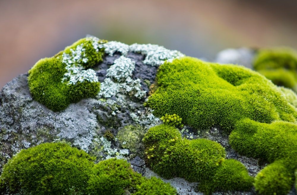 Keeping it Fresh: Moss and Pigeon Cleanup 101 – A Modesto Homeowner’s Handbook.