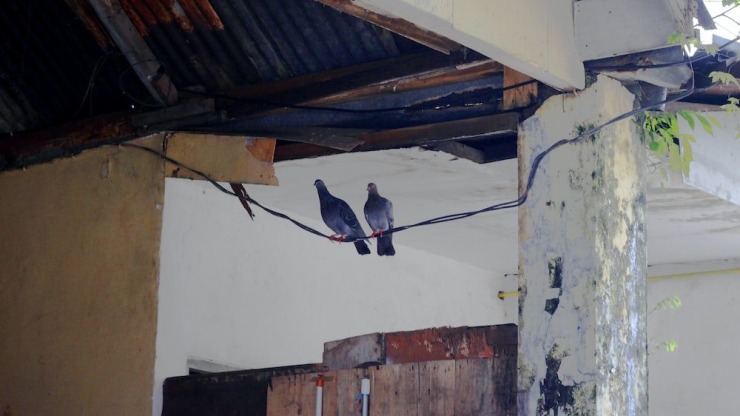 pigeons in a home