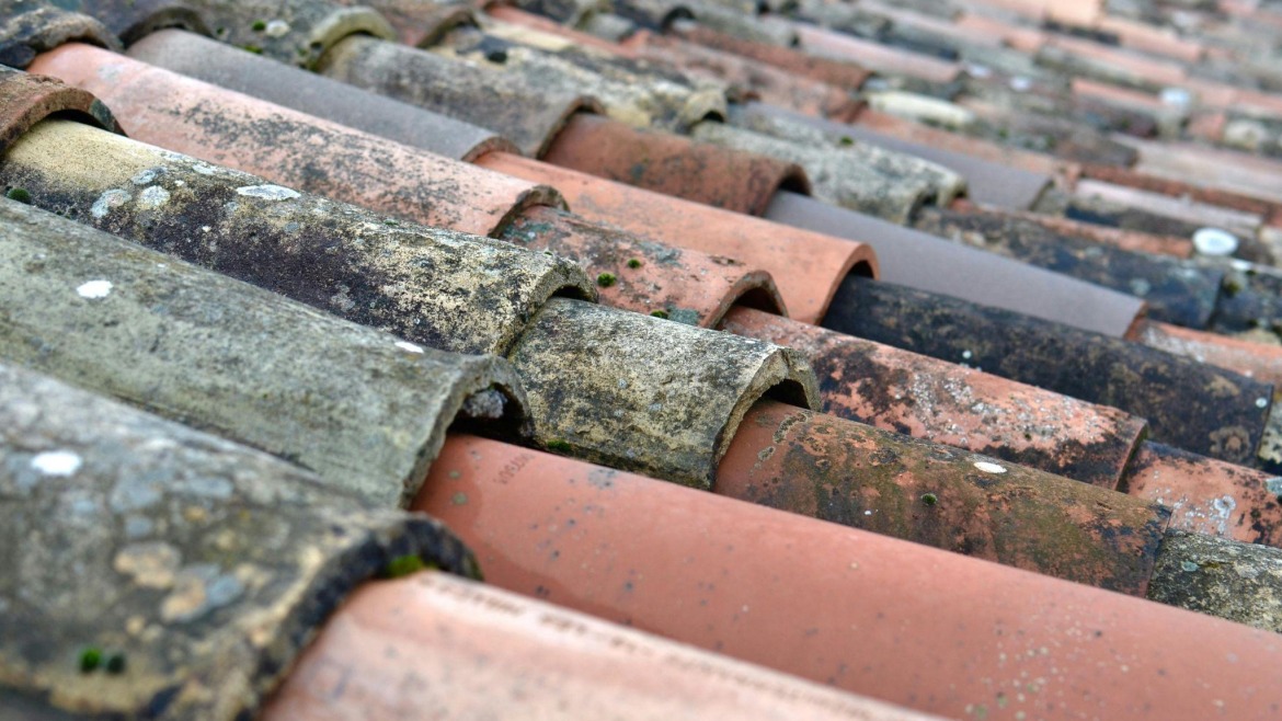Understanding Moss Removal: Protect Your Roof and Home