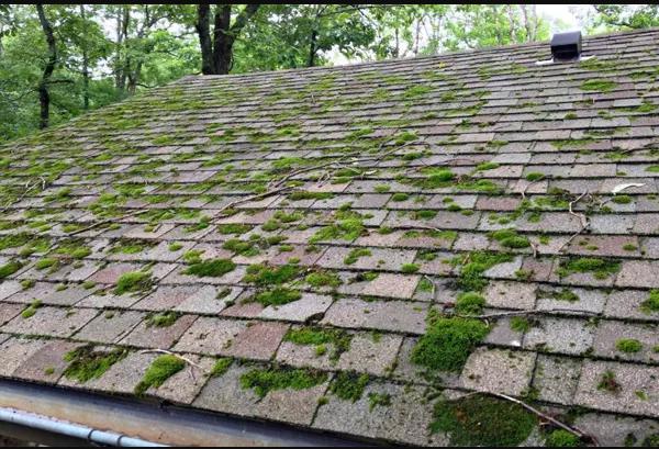 brick roof with lots of growing moss