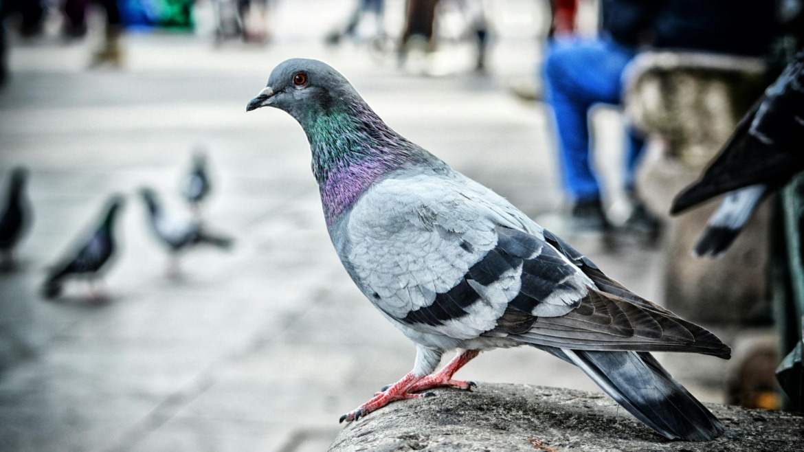 How Pigeon Infestations Can Damage Your Property—And How to Stop Them