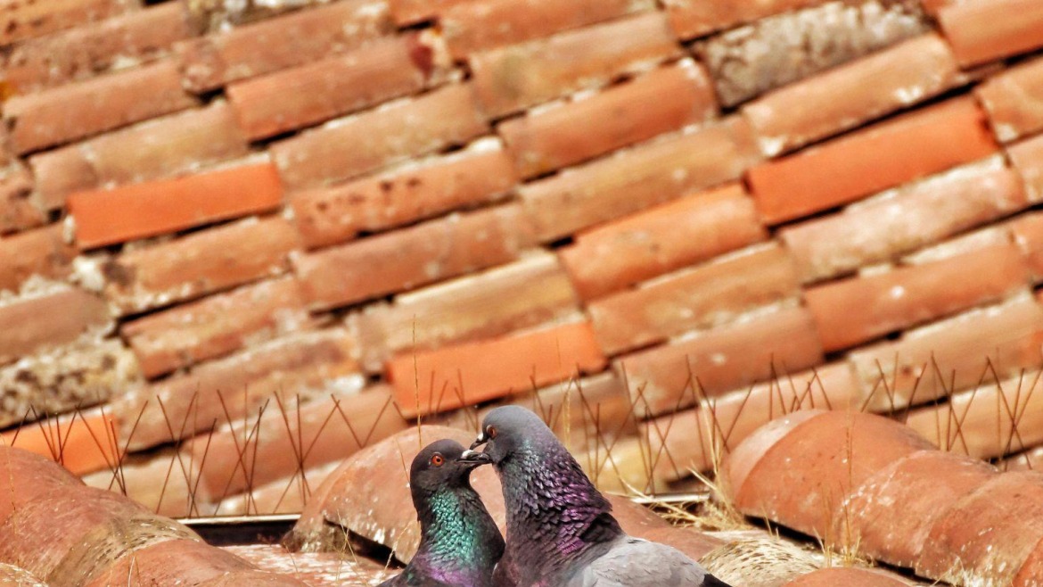 Feathered Freeloaders: The Way Bird Reduction Stops Birds from Ruining Your Property
