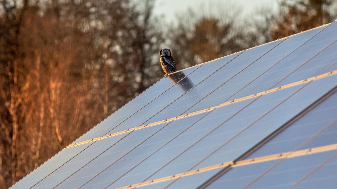 Owl resting on a solar panel